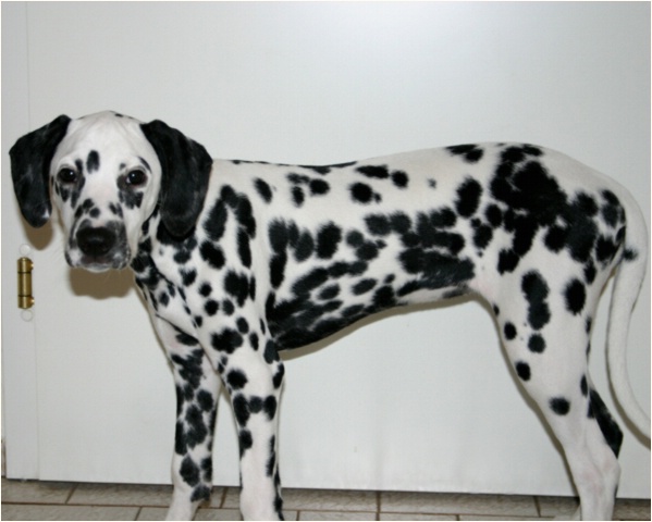 <b>also heute am 24.1.2005 bin ich 55cm lang, habe 44cm Schulterh�he und wiege 13kg30!<b>